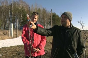 Obelų medelyno šeimininkai: „Net mugėse, kur susirenka tokie patys ūkininkai ar sodininkai, labai daug apgavysčių“