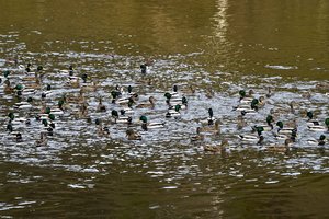 Seimas pakeitė pavojingų teršalų išleidimo į aplinką tvarką 