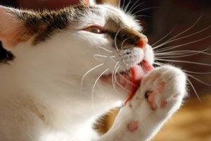 JAV įmonė planuoja kurti nealergiškas kates