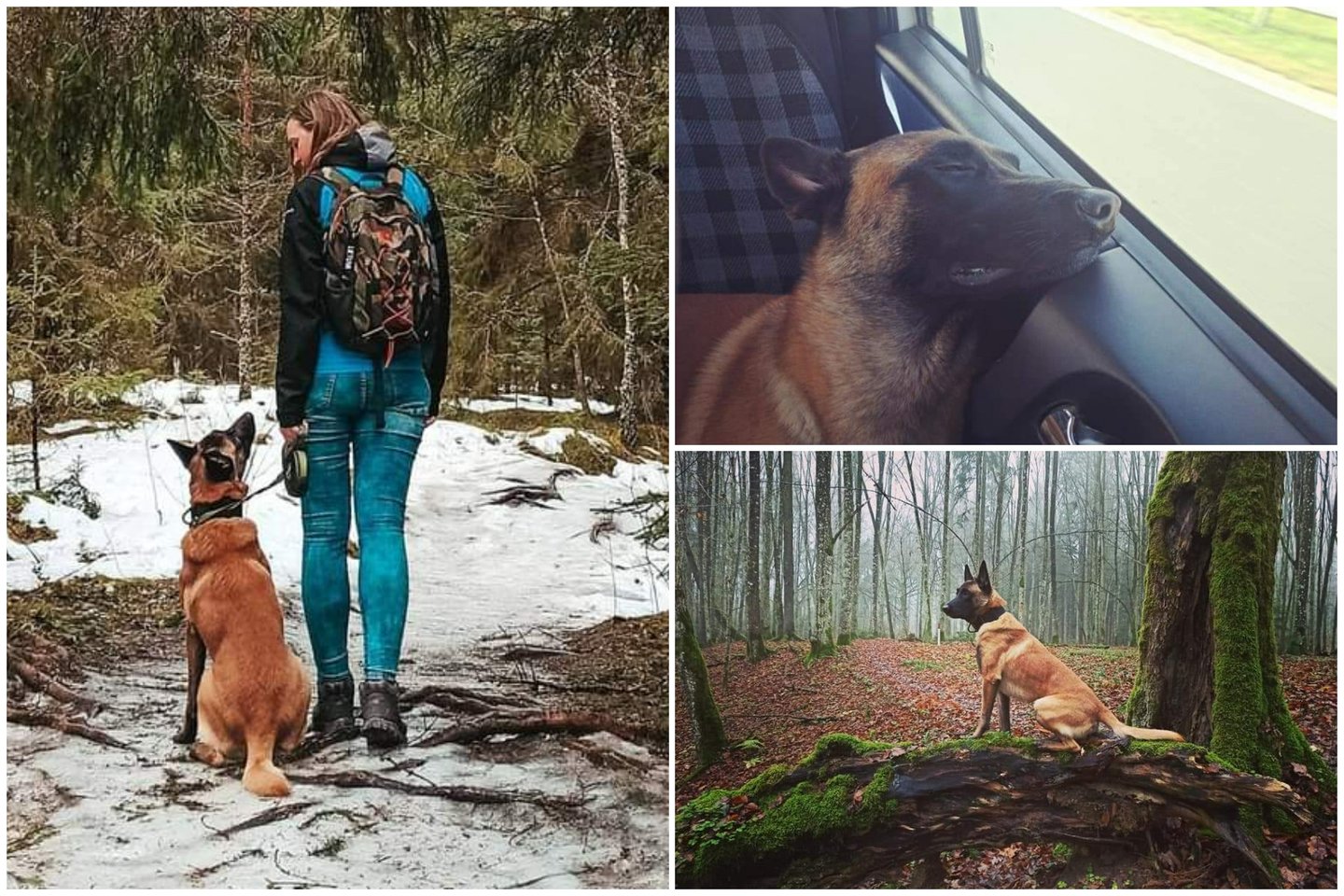  Toma Neuronytė augina penkerių metų belgų aviganį (malinua) – ištvermingą, stiprų ir daug energijos turintį šunį, vardu Dolcis.<br> Asmeninio archyvo nuotr.