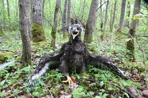 Žmonių išgelbėti gyvūnai staiga sulaukia žiaurios pabaigos: stebisi tokiu biurokratų elgesiu