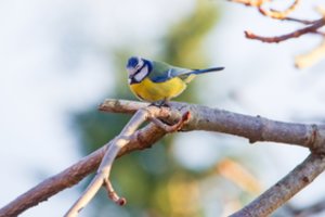 „Žinovų klubo“ testas. Ką žinote apie paukščius?