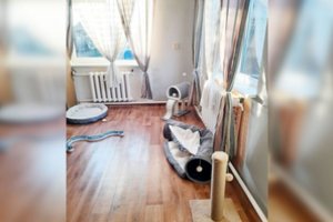 „Pifas“ atidarė kačių kambarį ir ruošiasi balandžio darbams: prašo ne tik moralinės, bet ir finansinės paramos