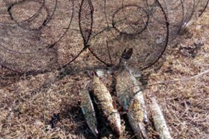 Nelegali žvejyba pažeidėjui kainuos brangiai: už 4 lydekas teks susimokėti mažiausiai 1000 eurų 