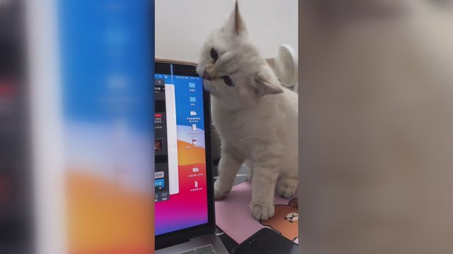 Tokios pabaigos šeimininkė nesitikėjo: pamatykite, kas atsitiko katinui įkandus į nešiojamąjį kompiuterį