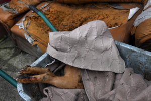 Ukrainos kariams atkovojus Borodiankos miestą, gyvūnų prieglaudoje – sukrečiantys vaizdai