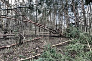 Darbinga para ugniagesiams: stiprus vėjas vertė medžius, nutraukė elektros laidus