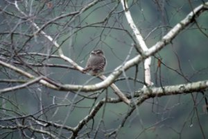 Primena, kaip elgtis radus paukščio jauniklį: netinkamas elgesys gali pridaryti žalos