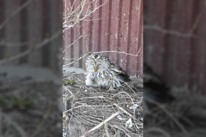 Vilniuje ugniagesiai į pagalbą skubėjo pelėdai: paukštį užpuolė varnos