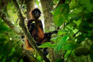 Naujas tyrimas: beždžionės gali padėti išsiaiškinti, kodėl žmonės mėgsta alkoholį