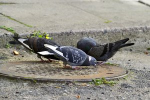 Vyrą iš Panevėžio nustebino skelbimas – už balandžių lesinimą pagrasino didele bauda