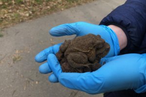 Įspėja vairuotojus: dėl neatsargumo ir būdrumo trūkumo žūva varliagyviai