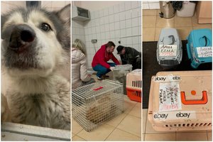 Iš Ukrainos augintinius gelbėjantys lietuviai papasakojo apie „išgalvotas“ lenkų taisykles ir ukrainiečių žmogiškumą