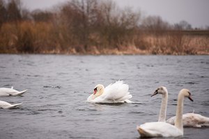 Į Panevėžio rajoną sugrįžus vandens karalienėms, gamtininkas išsakė prašymą