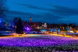 Druskininkai vėl stebins pavasario švenčių vaizdiniais: nuo naktį švytinčių margučių iki žvaigždžių jūros narcizų laukuose