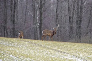Draustinyje sumedžiota vaikinga elnio patelė pažeidėjams kainuos daugiau nei 12 tūkst. eurų