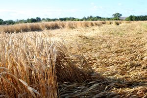 Tikisi sušvelninti javų trūkumą dėl Rusijos invazijos į Ukrainą: paaiškino, kas dabar svarbiausia