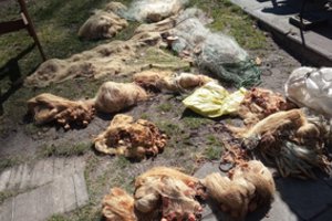 Tikrinamose sodybose – 21 draudžiamas įrankis: rasta ir kilpų laukiniams gyvūnams gaudyti