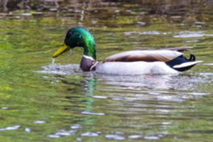 Paukščių gripas pasiekė pamarį: užkratą nešiojo antis
