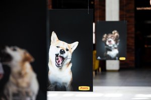 Šuns dienos proga Lietuvoje – pasaulyje garsaus fotografo nuotaikingų keturkojų portretų paroda