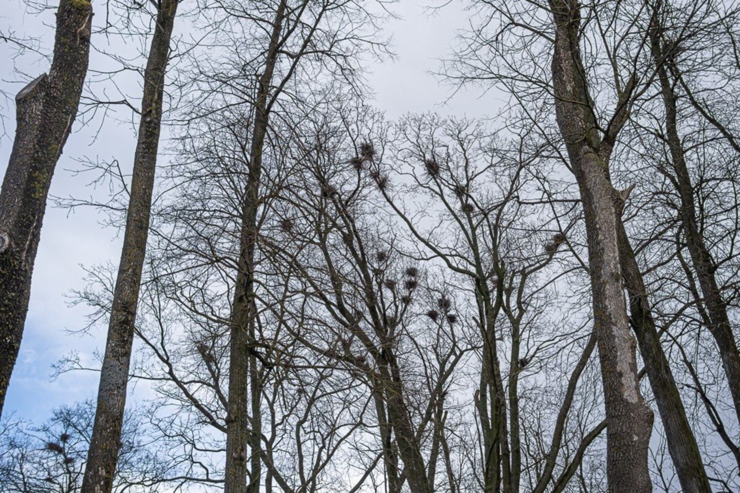 Panevėžio rajone esančias kapines niokoja varniniai paukščiai.<br>R.Ančerevičiaus/jp.lt nuotr.