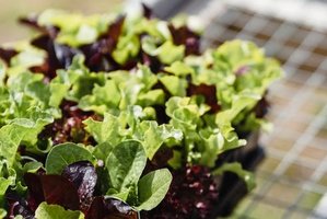 Švieži vaisiai ir daržovės iš lietuviško ūkio parduotuves pasiekia ištisus metus