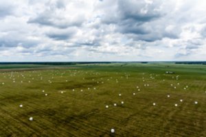 Ūkininkės patirtis: pievas ir ganyklas būtina atnaujinti