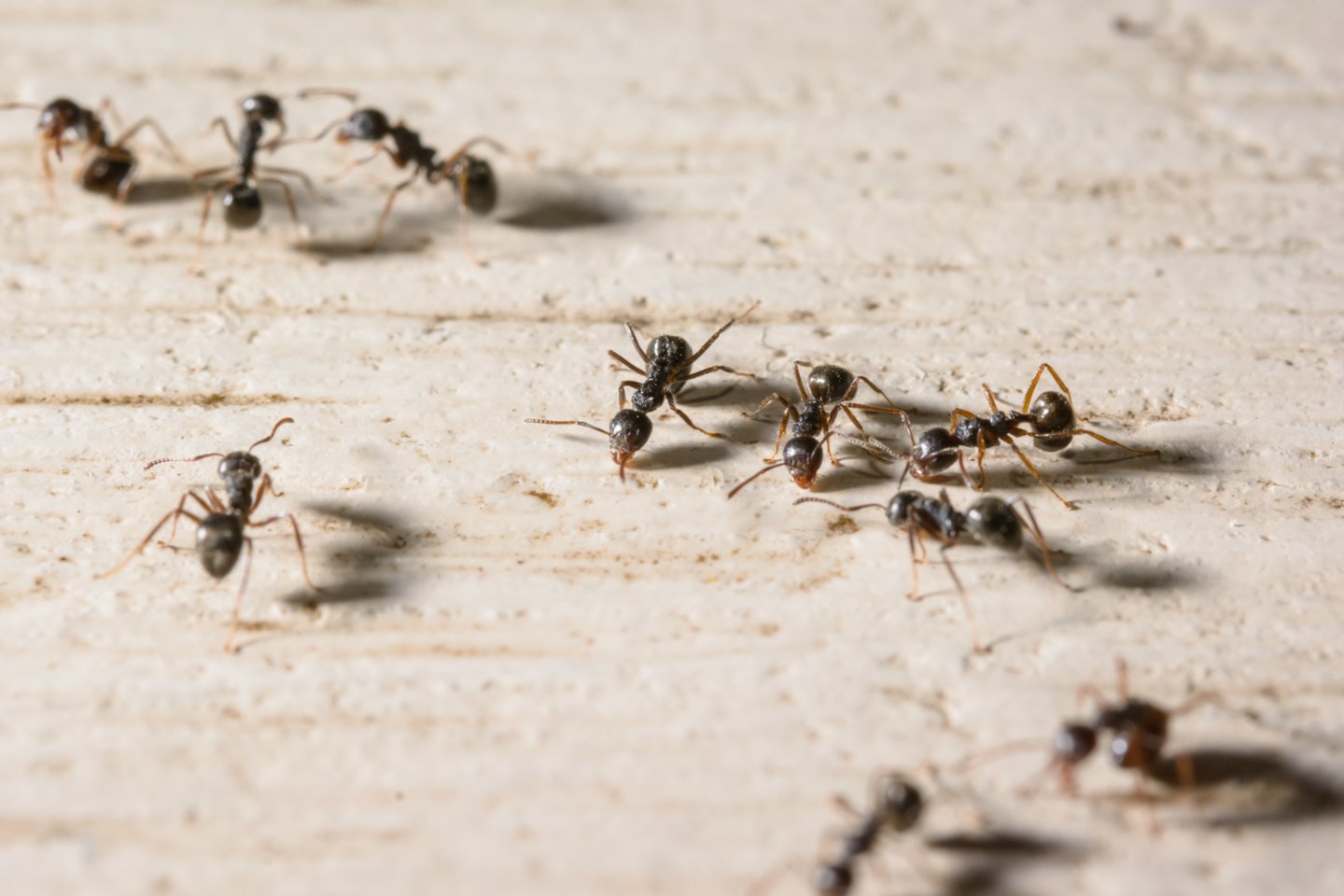  Pasirodo, kad užuosti skruzdėles galima, tačiau tai įmanoma tik kai kuriems žmonėms.<br>123rf nuotr.