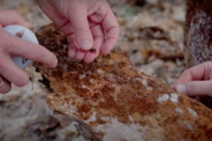 Pavasarį miške jūs ne vieni – aplink knibžda šimtai vabzdžių