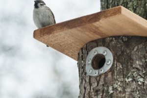 Miškininkas pataria, kaip tinkamai iškelti inkilą: viskas paprasčiau, nei atrodo