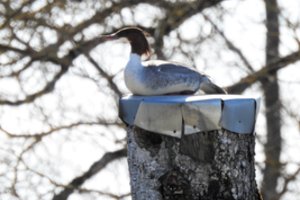 Vėtros nulaužtas beržas tapo namais atkakliam paukščiui: jo stebėjimui net įtaisė kameras