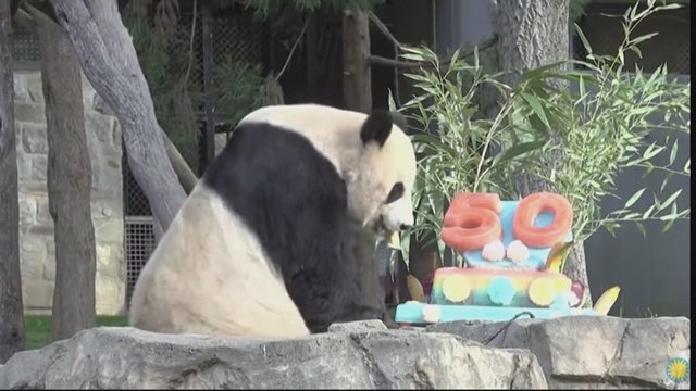 JAV zoologijos sode svarbi šventė: 50-metį švenčiančiai pandai pagamintas specialus vaisių tortas