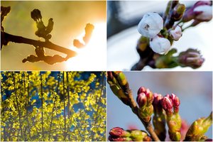 Sprogti pasiruošę sakurų žiedai Vilniuje jau spurda: užfiksavo nekantraujantį grožį