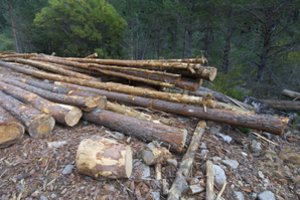 Palangiškių šeima be gailesčio sunaikino 129 medžius, už tokią savivalę skirta įspūdinga bauda