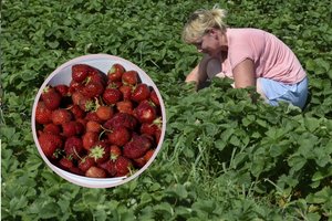 Jei kelerius metus nedžiugino braškių derlius, paklausykite patyrusios vilnietės patarimų – ji garantuoja sėkmę