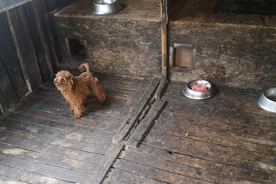 Žiauriomis sąlygomis Jonavos rajone dauginti gyvūnai veisėjai nebus grąžinti