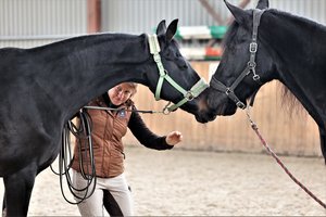 Vyčio žirgo modelis iš karo Ukrainoje išgelbėjo visą žirgyną