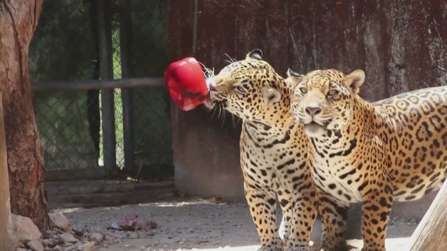 Meksikos zoologijos sode – nuo kaitros gelbėjami gyvūnai: imasi įvairiausių priemonių