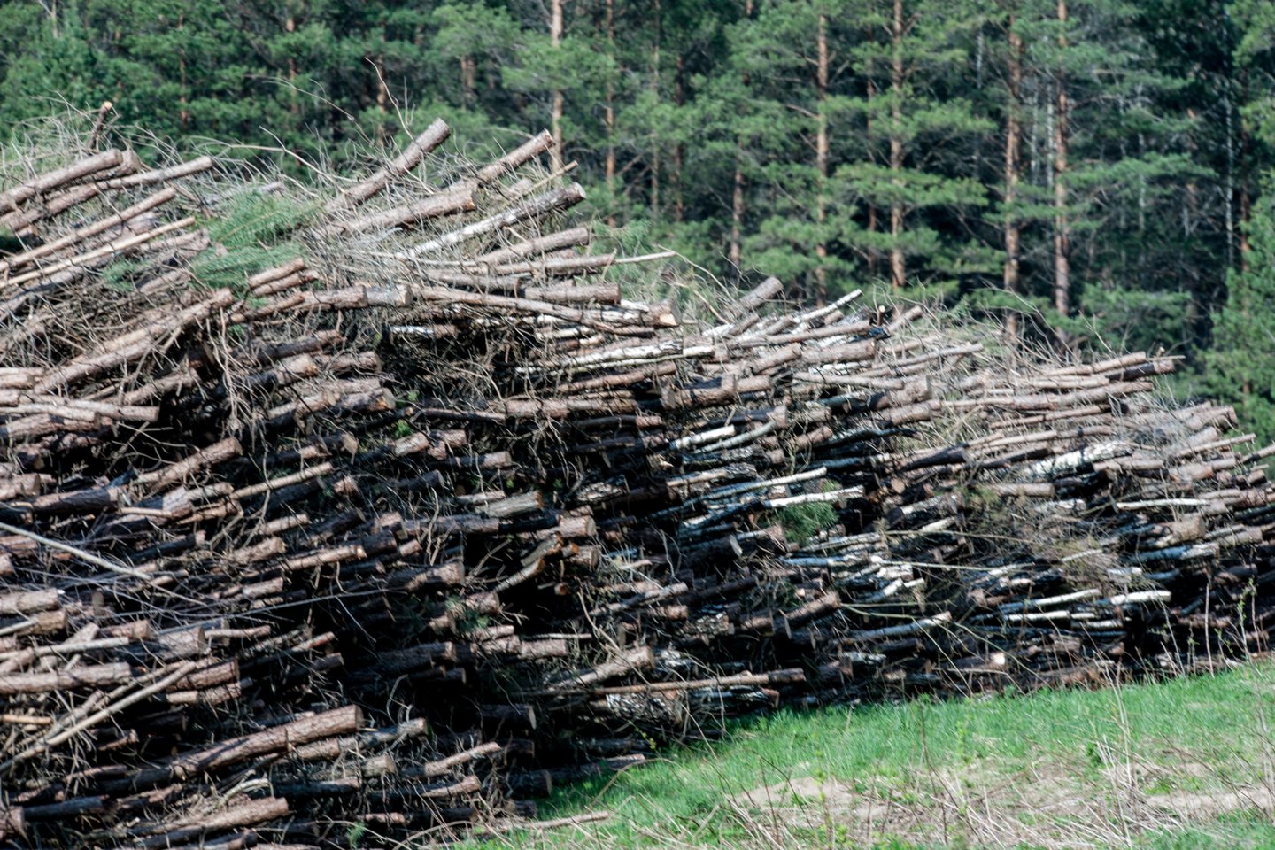 Rusijos karas Ukrainoje atsilieps biokuro rinkai ir šildymo sąskaitoms: užsienio šalys medienos jau dairosi Lietuvoje.<br>V.Ščiavinsko nuotr.