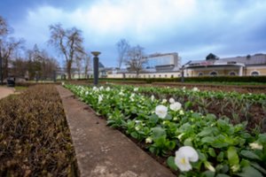 Miestuose pražydo tūkstančiai našlaičių – jų spalvose užkoduota prasmė