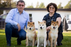 Šiemet šuns dieną vilniečiai minės kitaip: jų šiba inu varžysis Europos šunų čempionate