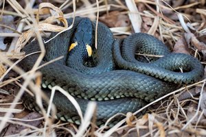 Pavasariui įsibėgėjant primena: kaip atskirti angį, žaltį ir bekojį driežą