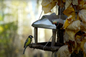 Inkilus kelti dar nevėlu: specialistas priminė, kokių klaidų nedaryti