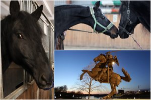 Po 38 valandų pasienyje Lietuvą pasiekė Kauno simboliu tapęs žirgas Lavrentijas iš Ukrainos