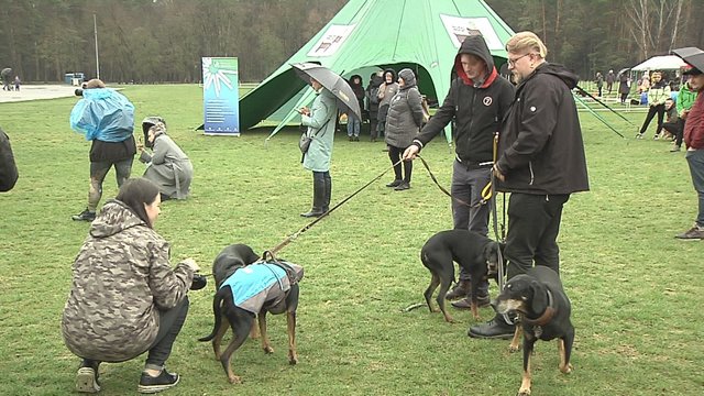 Vingio parke paminėta tarptautinė šuns diena: dėmesį skyrė gyvūnų ženklinimui