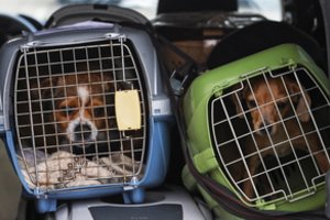 Iš Ukrainos į Lietuvą atkeliauja ne tik šunys, katės, bet ir papūgos bei arkliai