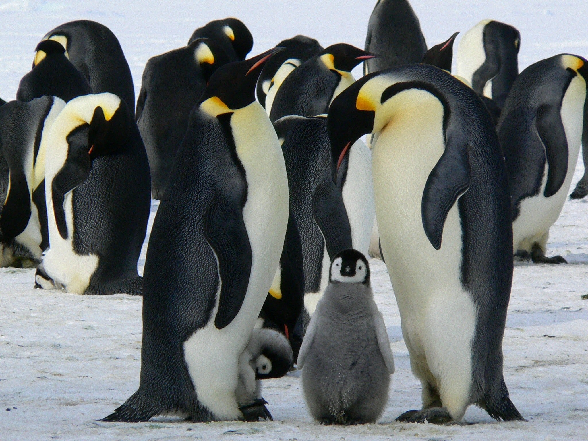  Pingvinai.