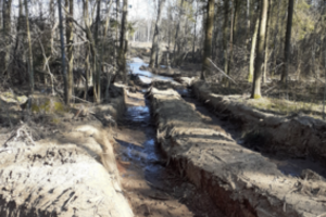 Telšių rajone – daugiau nei 4 ha sunaikintos miško paklotės: žala gamtai siekia 130 tūkst. eurų