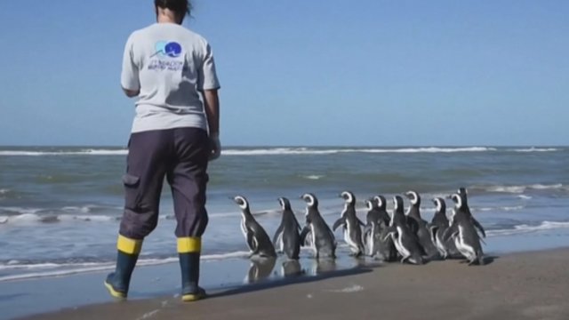 Minima Pasaulinė pingvinų diena: biologai priminė apie spartų šių gyvūnų nykimą