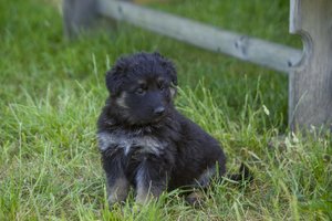 Mažas šuniukas Kretingos rajone papuolė į didelę bėdą: teko kviesti ugniagesius